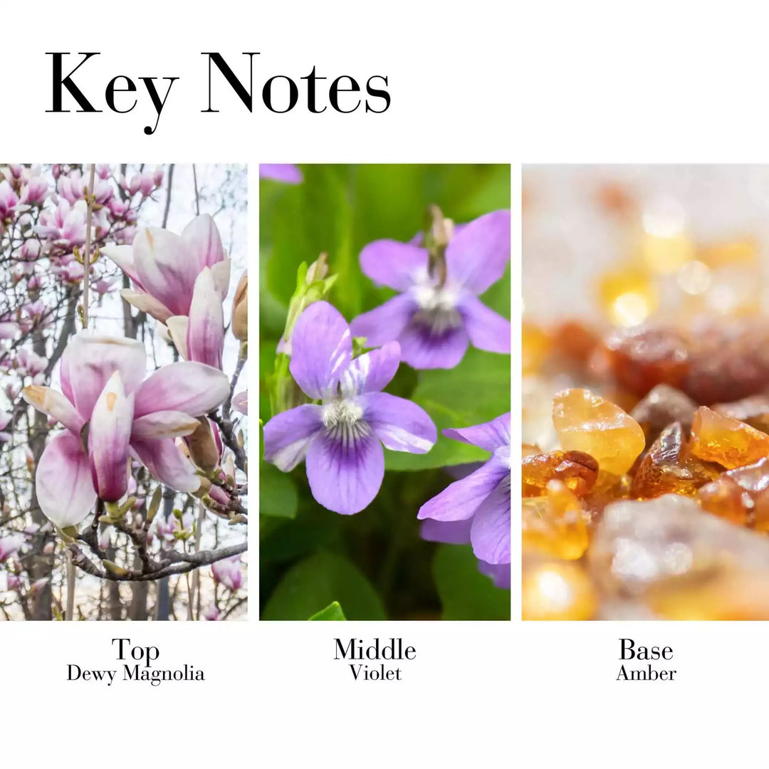 Key Notes - Top Dewy Magnolia, Middle Violet, Base Amber