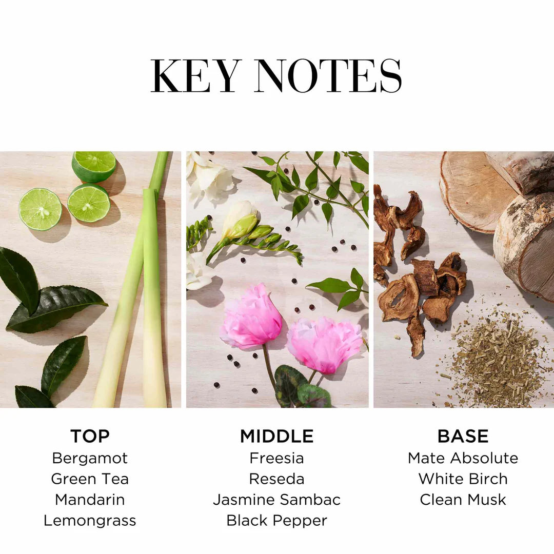 Key notes of a fragrance with botanical elements and corresponding scents.