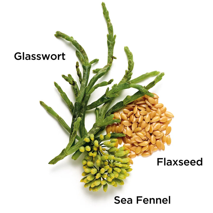 Glasswort, flaxseed, and sea fennel on a white background
